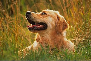 《R-Type 战略 I • II 宇宙》新增Xbox Series版